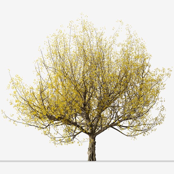 modelo 3d Set of Flowering Cornus mas or Cornelian cherry Trees - 2 ...