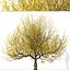 3D Set of Flowering Cornus mas or Cornelian cherry Trees - 2 Trees