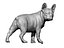 French Bulldog female 02 - looking back