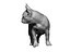 French Bulldog female 02 - looking back