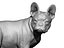 French Bulldog female 02 - looking back