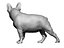 French Bulldog female 02 - looking back