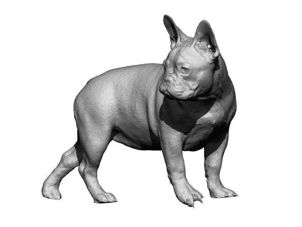 Dog scanned photogrammetry 3D model - TurboSquid 1349107