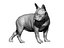 French Bulldog female 02 - looking back