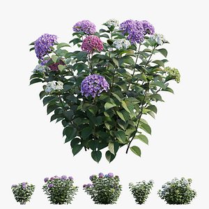 hydrangea plant set 33 3D
