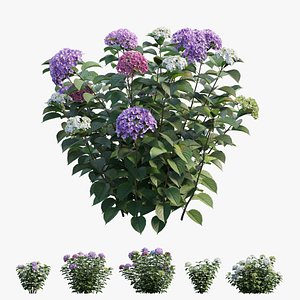 Hydrangea Plant set 33
