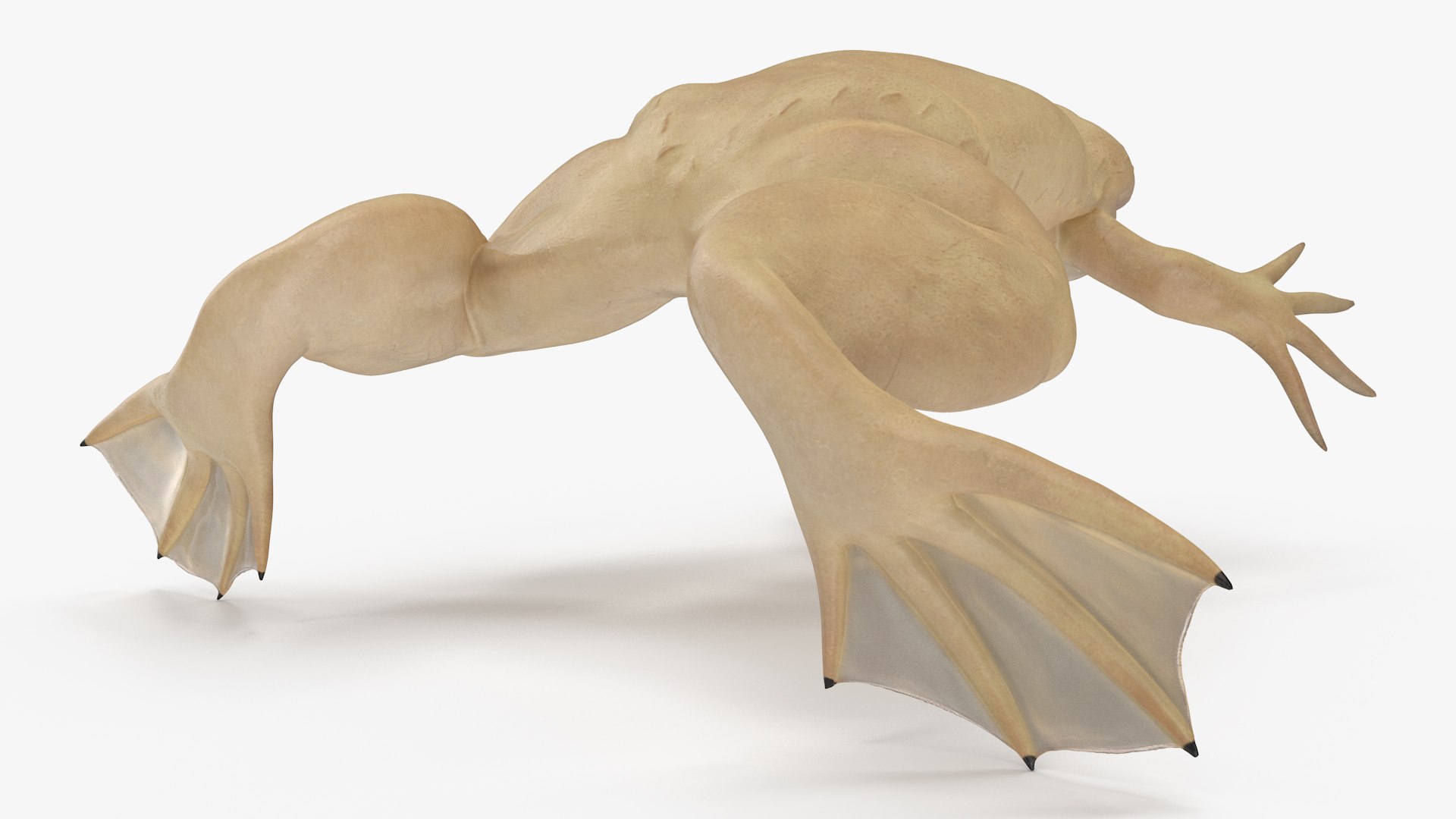Xenopus African Clawed Toad Rigged For Maya 3D Model - TurboSquid 2140013