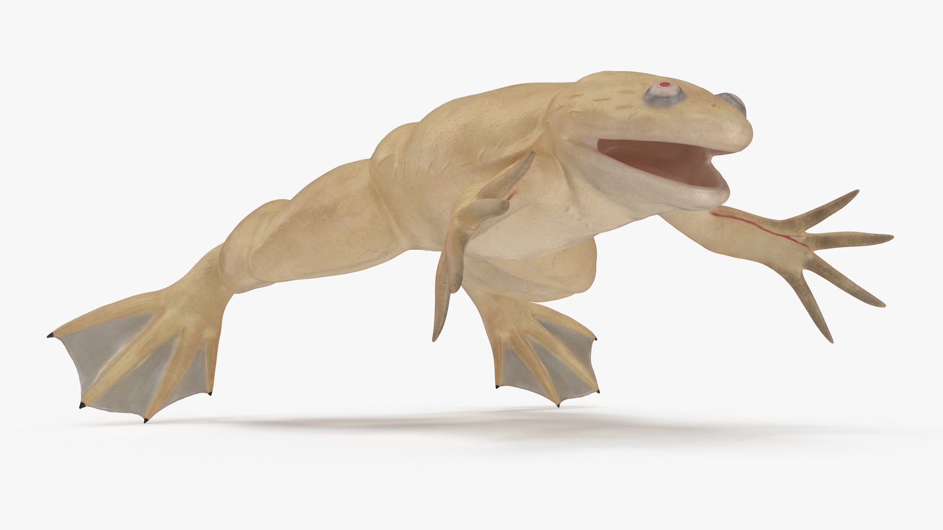 Xenopus African Clawed Toad Rigged For Maya 3D Model - TurboSquid 2140013