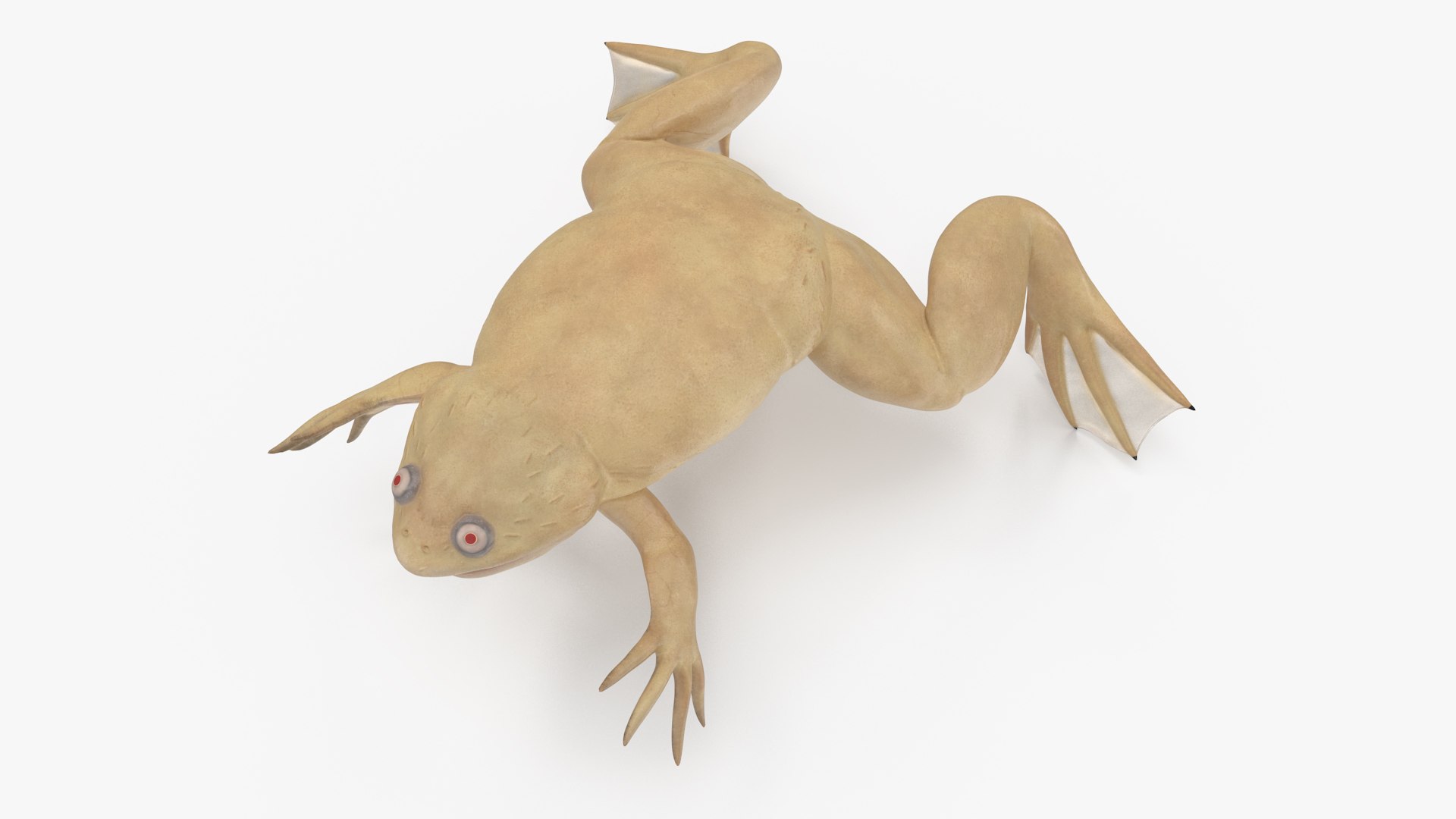 Xenopus African Clawed Toad Rigged For Maya 3D Model - TurboSquid 2140013