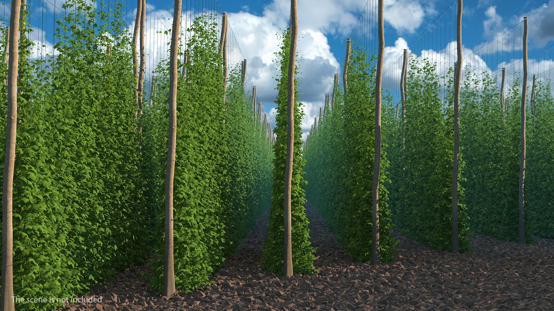 Growing Green Hops on the Plantation 3D model preview
