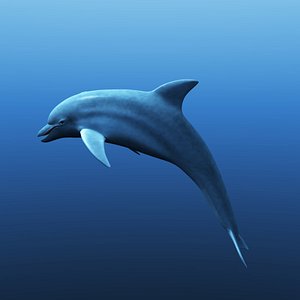 dolphins model