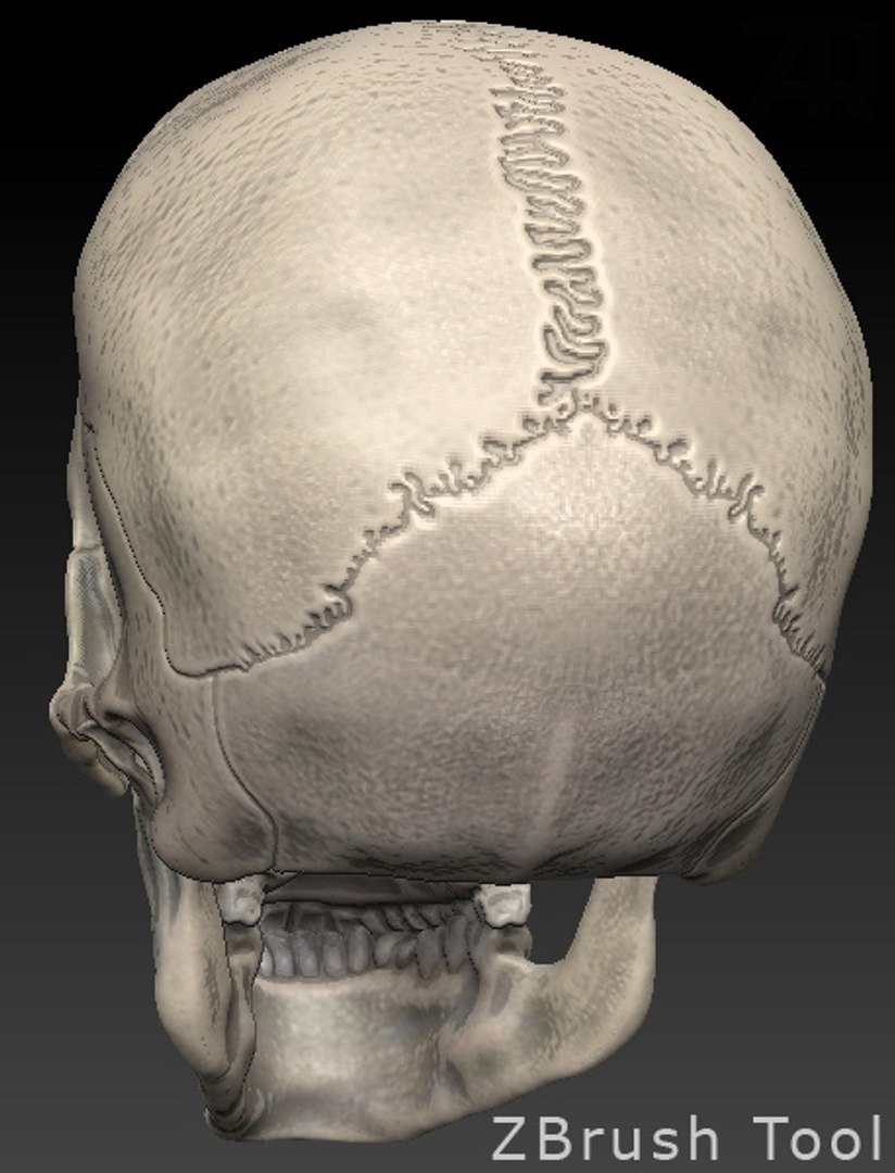how to model a skull zbrush