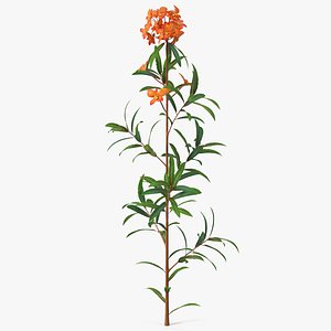 Euphorbia Griffithii Branch 3D model