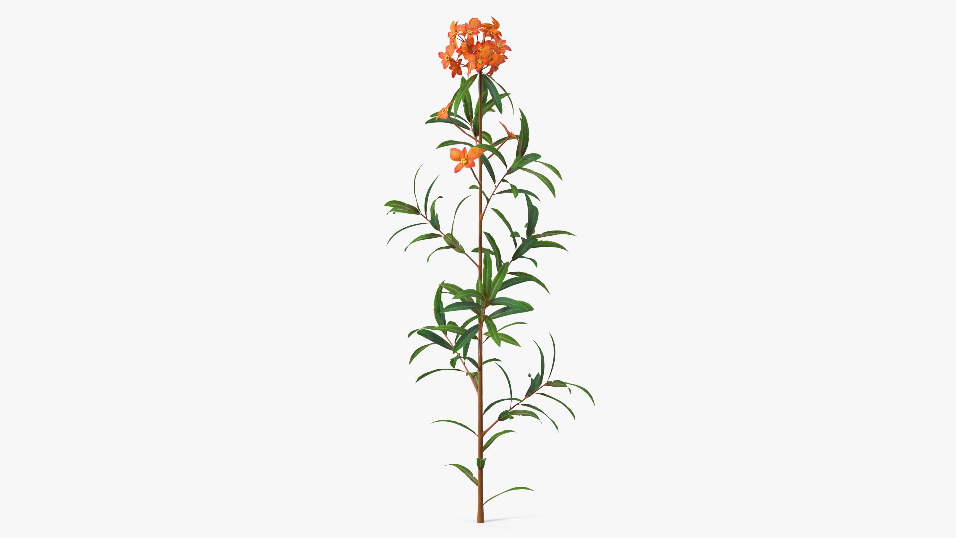 Euphorbia Griffithii Branch 3D model preview