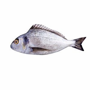 Bream Fish model