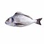 Bream Fish model