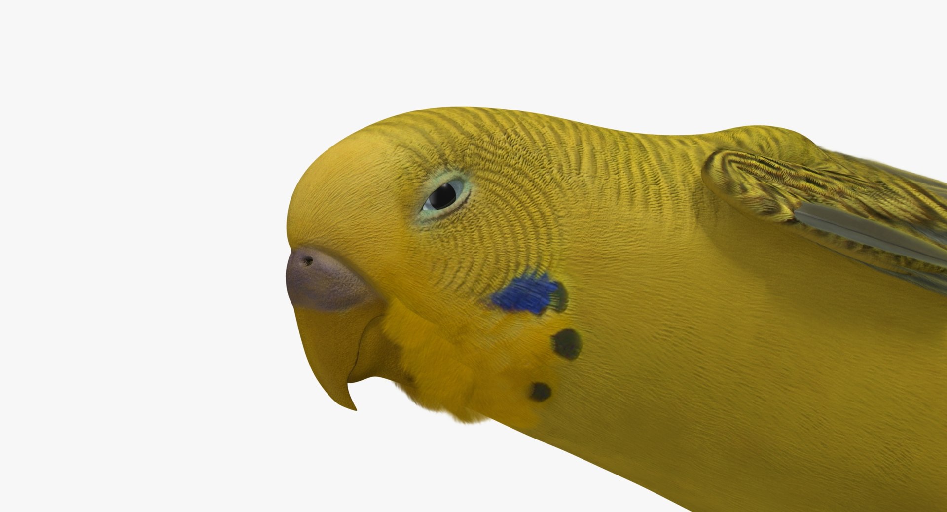 melopsittacus undulatus budgerigar yellow 3d obj https://p.turbosquid.com/ts-thumb/tX/9k9t1U/84Xdlp6g/r04/jpg/1430389990/1920x1080/fit_q87/4ae93fbd75b024c9ea5787e97550349b4854de41/r04.jpg