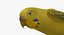Melopsittacus Undulatus 'Budgerigar Yellow'