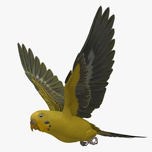 Melopsittacus Undulatus 'Budgerigar Yellow'