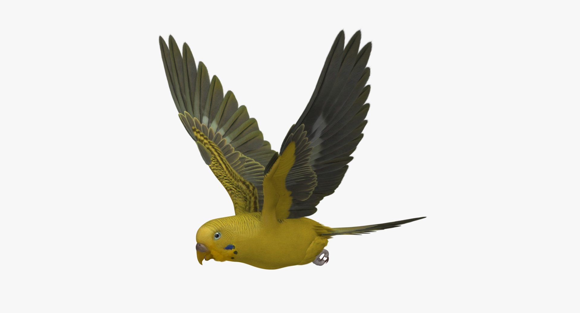 melopsittacus undulatus budgerigar yellow 3d obj https://p.turbosquid.com/ts-thumb/tX/9k9t1U/VyZ5o4R1/budgerie_yellow_rot/jpg/1430411115/1920x1080/turn_fit_q99/e1146a18b85519d99d4599d20ab4c5b8250d29e8/budgerie_yellow_rot-1.jpg