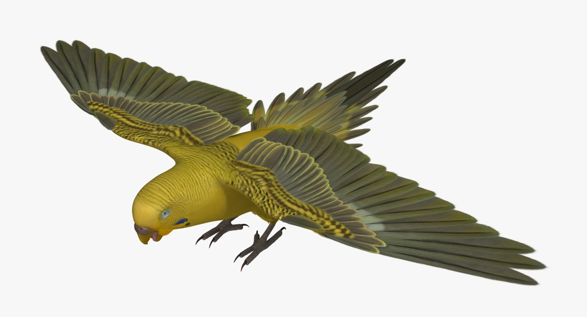 melopsittacus undulatus budgerigar yellow 3d obj https://p.turbosquid.com/ts-thumb/tX/9k9t1U/W257sRMw/r01/jpg/1430389990/1920x1080/fit_q87/55d049ac6108f688c6361df737eb9ef8b3ceaf7c/r01.jpg