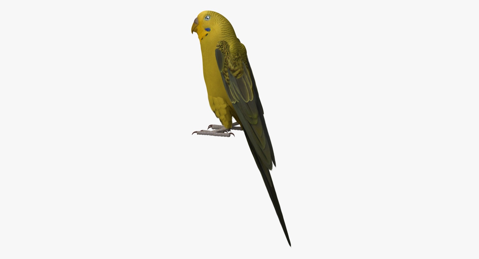 melopsittacus undulatus budgerigar yellow 3d obj https://p.turbosquid.com/ts-thumb/tX/9k9t1U/WCYurrwC/r07/jpg/1430389990/1920x1080/fit_q87/de6f24da4d307c4b1af1d28816c965c2112b3d02/r07.jpg