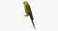 Melopsittacus Undulatus 'Budgerigar Yellow'