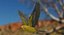 Melopsittacus Undulatus 'Budgerigar Yellow'