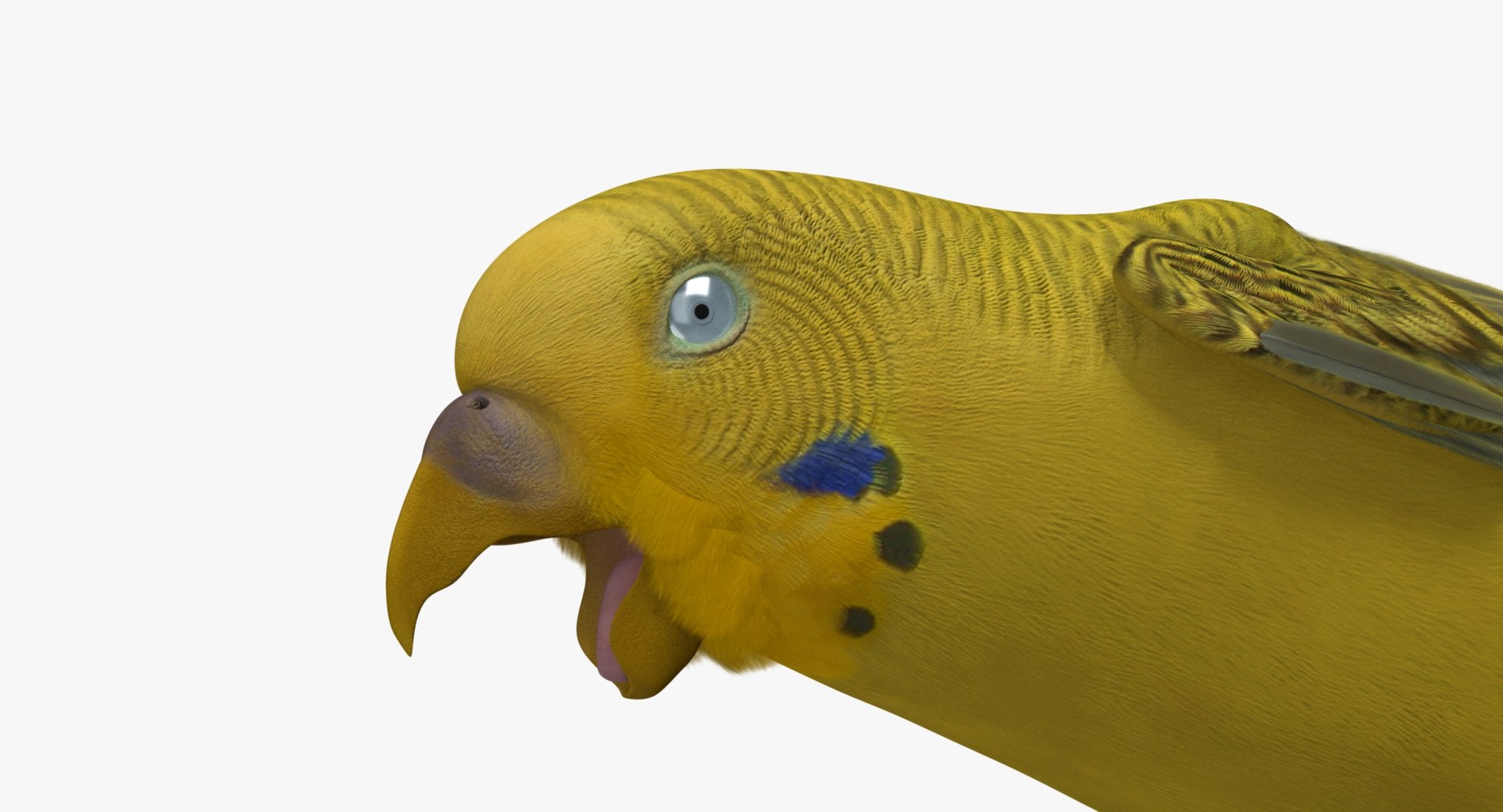 melopsittacus undulatus budgerigar yellow 3d obj https://p.turbosquid.com/ts-thumb/tX/9k9t1U/lgZdfgQS/r05/jpg/1430389990/1920x1080/fit_q87/a341e56316dbda06655c9997472724988c1275d3/r05.jpg