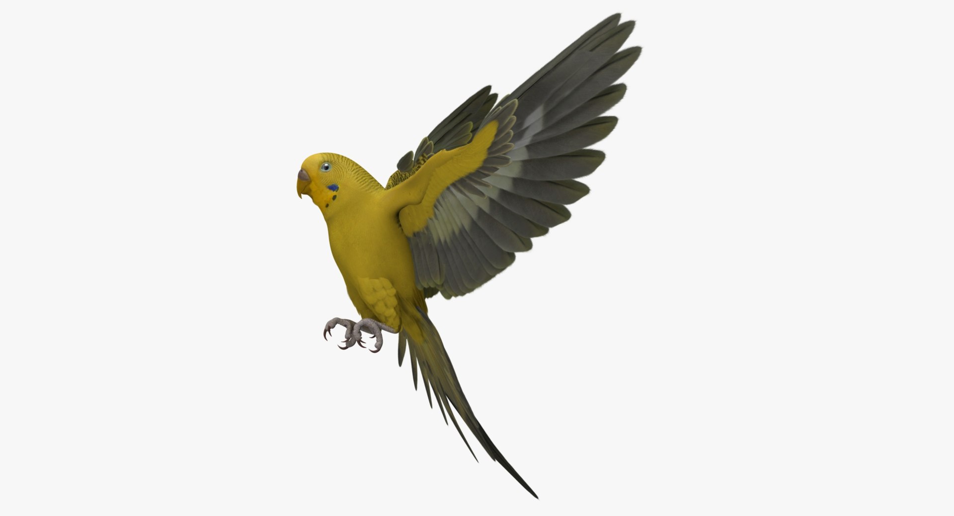 melopsittacus undulatus budgerigar yellow 3d obj https://p.turbosquid.com/ts-thumb/tX/9k9t1U/pNH7HBEM/r09/jpg/1430389990/1920x1080/fit_q87/c44bafc62039f301eb266a9ca467937d4f5300f3/r09.jpg