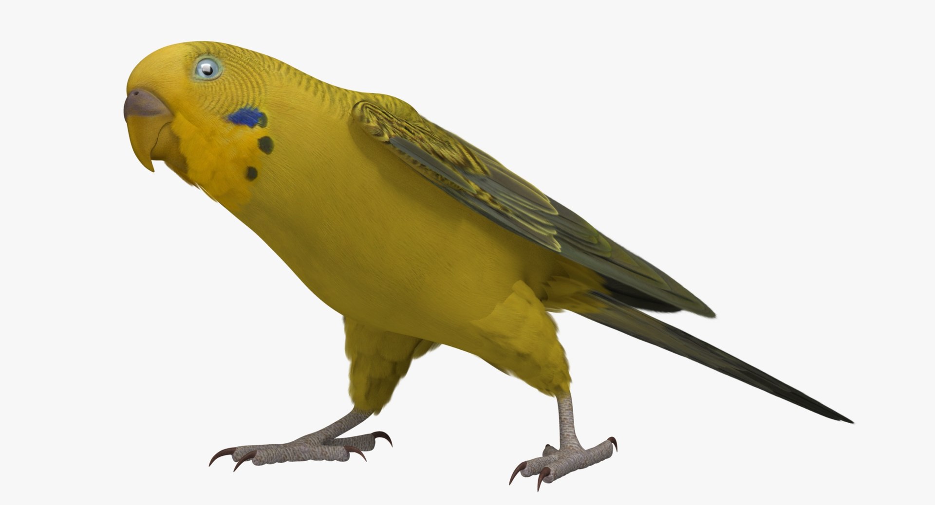 melopsittacus undulatus budgerigar yellow 3d obj https://p.turbosquid.com/ts-thumb/tX/9k9t1U/qZQWDgbP/r06/jpg/1430389990/1920x1080/fit_q87/d8d27deabe4148384c58e4ff9f1819e5d9cec1b4/r06.jpg