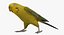 Melopsittacus Undulatus 'Budgerigar Yellow'