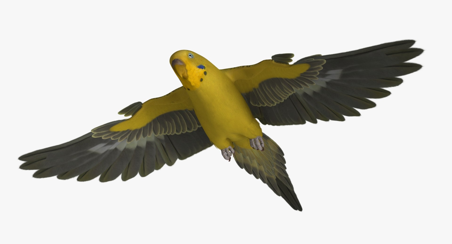 melopsittacus undulatus budgerigar yellow 3d obj https://p.turbosquid.com/ts-thumb/tX/9k9t1U/uTJEbUXy/r08/jpg/1430389990/1920x1080/fit_q87/14b42b982999a75fd251544a6bad47de3369d023/r08.jpg