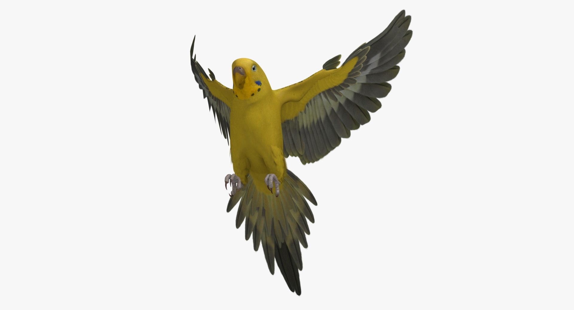 melopsittacus undulatus budgerigar yellow 3d obj https://p.turbosquid.com/ts-thumb/tX/9k9t1U/vscSuqb3/r10/jpg/1430390789/1920x1080/fit_q87/731effa7d1d881f1b07018505b20cbd8e1c56bbf/r10.jpg