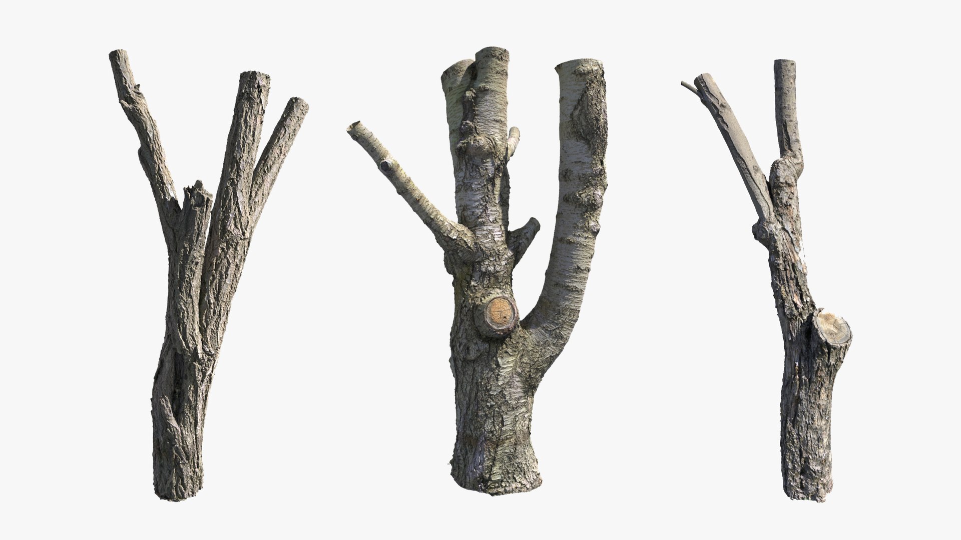 3D model Scanned Tree Trunks Collection Forest and Fruit Trees https://p.turbosquid.com/ts-thumb/tX/DEwlOS/bK/trunks_vertical_max_04_2560x1440/jpg/1787991965/1920x1080/fit_q87/0b1985394938f8f50969cec2dfb74e89edaa222e/trunks_vertical_max_04_2560x1440.jpg