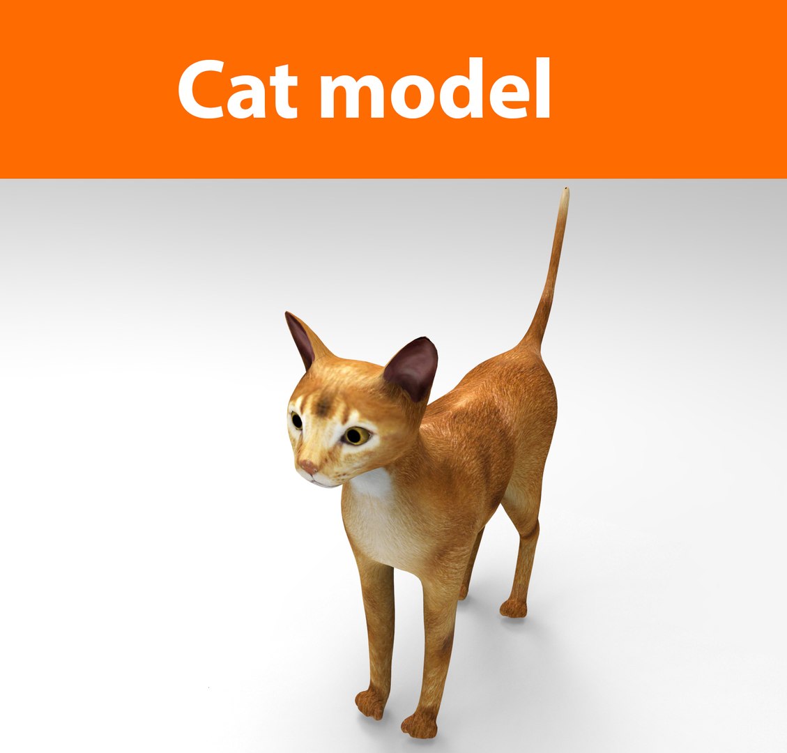 Cats Feline 3d Model