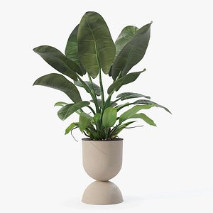 Philodendron imperial green in modern flowerpot 3D model