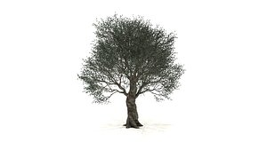 Olive Tree Model