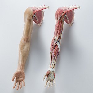 Arm Anatomy