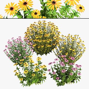 Echinacea and Rudbeckia 3d collection with free tutorial 3D