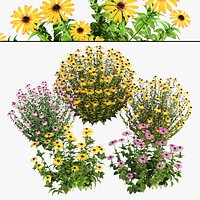 Echinacea and Rudbeckia 3d collection with free tutorial