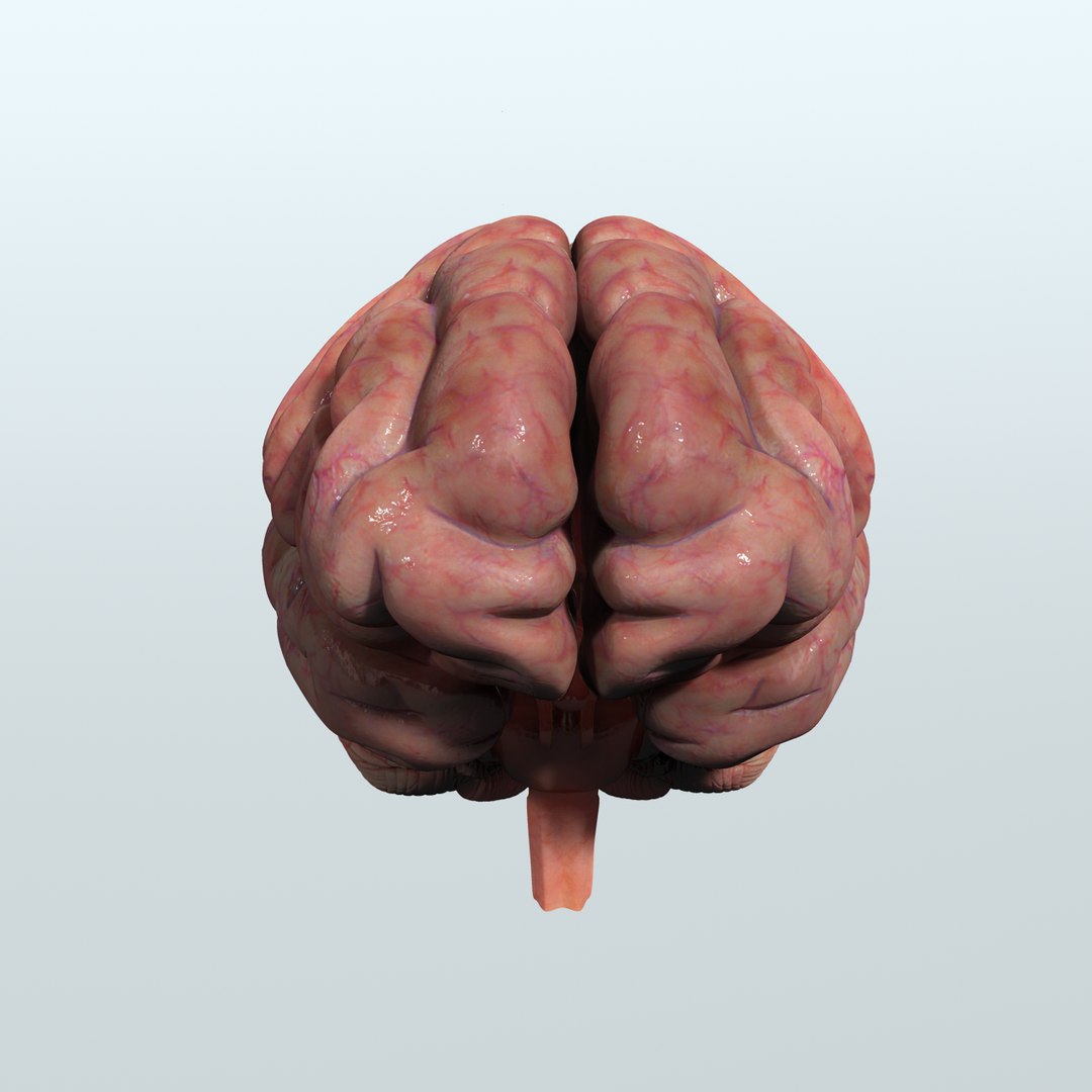 3d Model Human Brain Anatomy