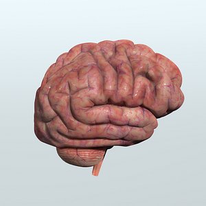 Realistic Human Brain Anatomy