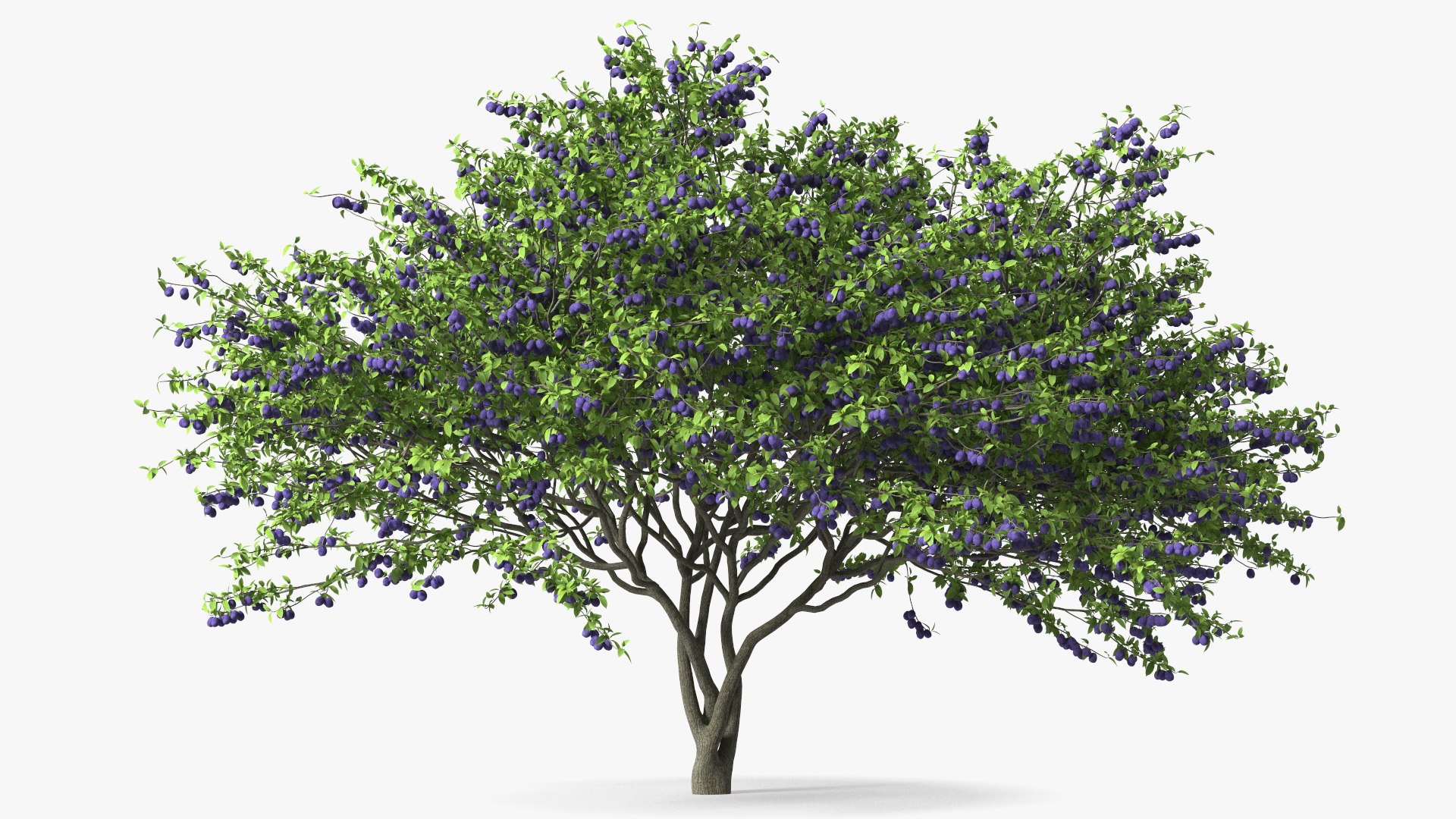 Plum Tree Purple Fruits 3D model preview