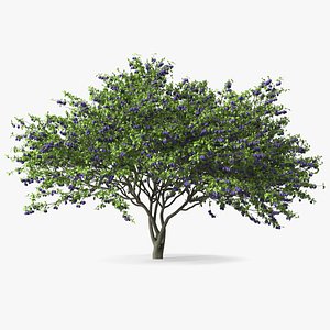 3D Plum Tree Purple Fruits