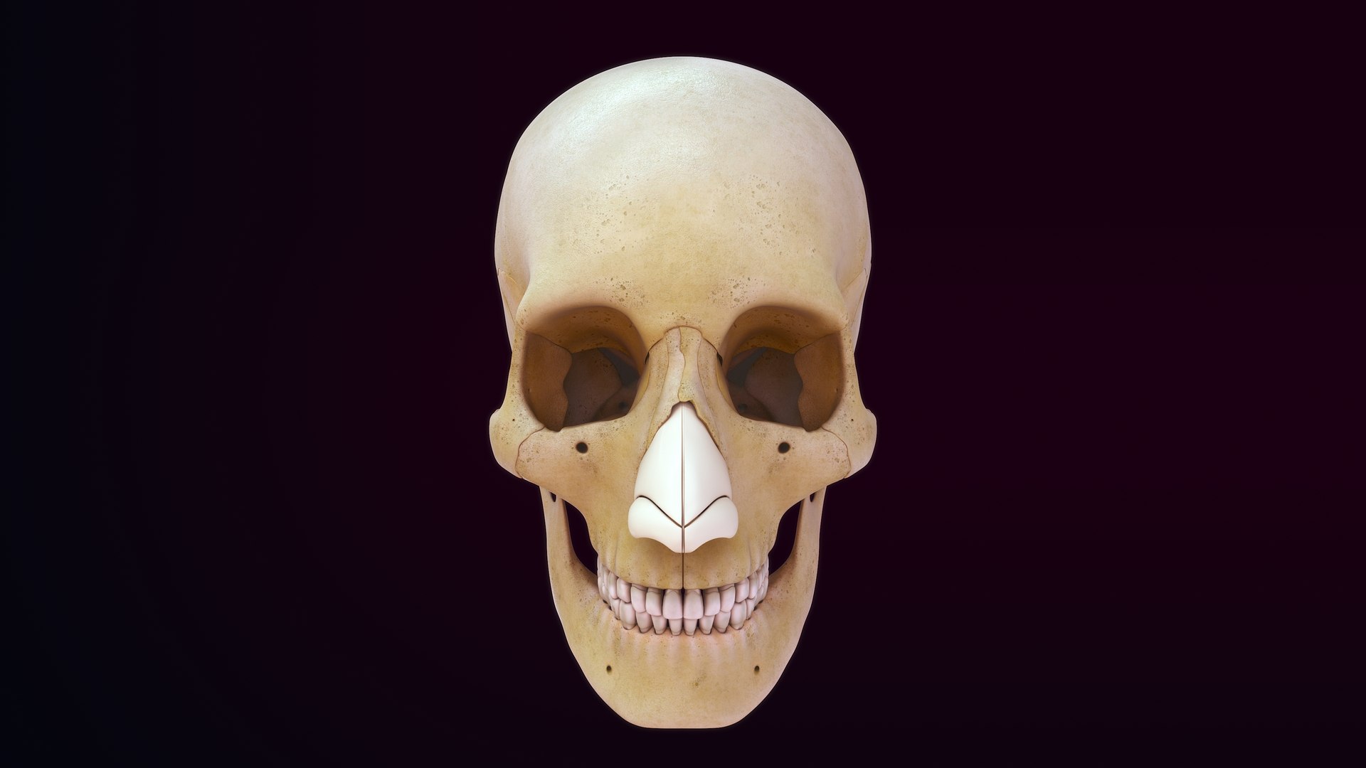 Human Skull Anatomy Model - TurboSquid 1875494
