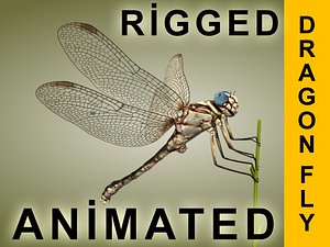 Dragonfly Animated