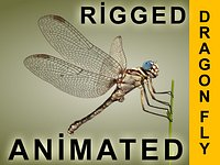Dragonfly Animated