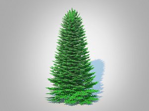 3D Abies Concolor - Silver Fir - Large model