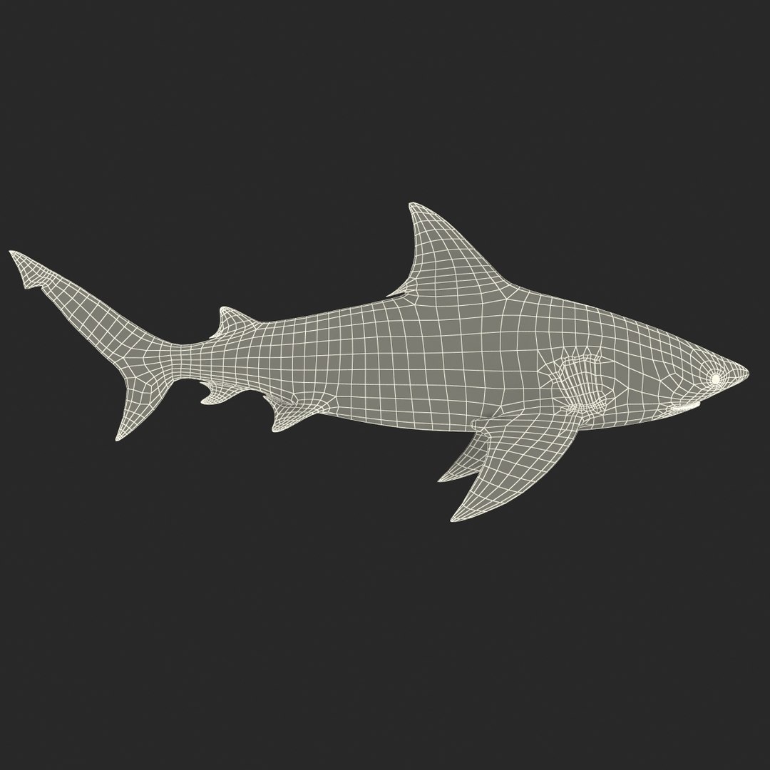 3d model of bull shark rigged https://p.turbosquid.com/ts-thumb/tY/lc45CB/0KSveptR/bullsharkriggedcinema4d3dmodel39/jpg/1482069676/1920x1080/fit_q87/83ec9eb53a05b5b70c3ea85ca1d6b18b2407c29d/bullsharkriggedcinema4d3dmodel39.jpg